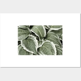 Hosta Leaves In The Rain 6 Posters and Art